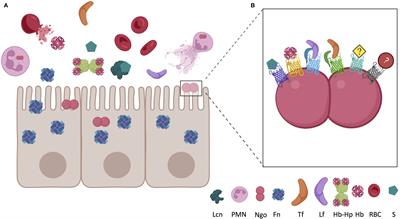 Stealthy microbes: How Neisseria gonorrhoeae hijacks bulwarked iron during infection